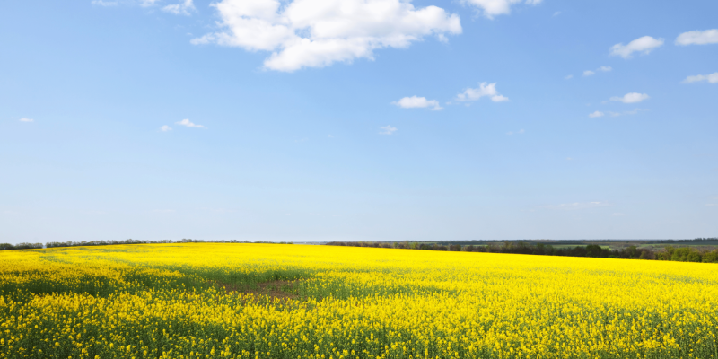 Fond rétrospectives été