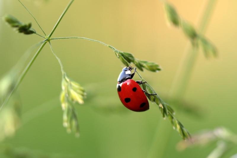 La coccinelle comme prédateur de pucerons