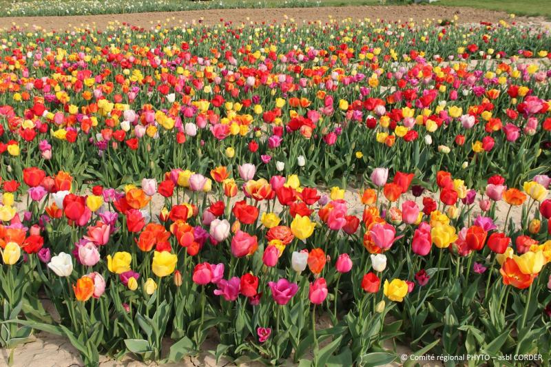 Culture de tulipes ornementales