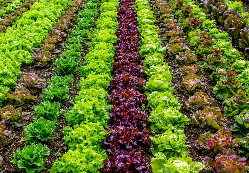 Culture de salades pleine terre