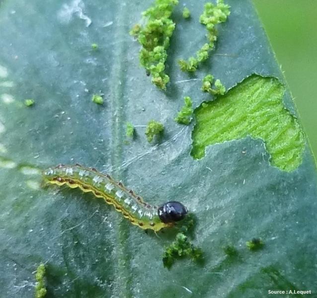 Chenille de la pyrale du buis Cydalima perspectalis sur feuille