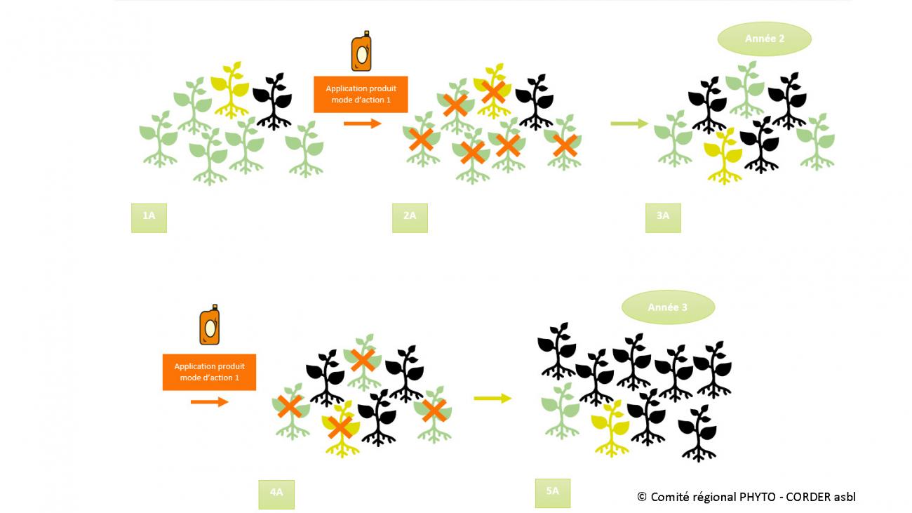 Alterner Les Herbicides Ayant Des Modes D’action Différents ? Pour Quoi ...