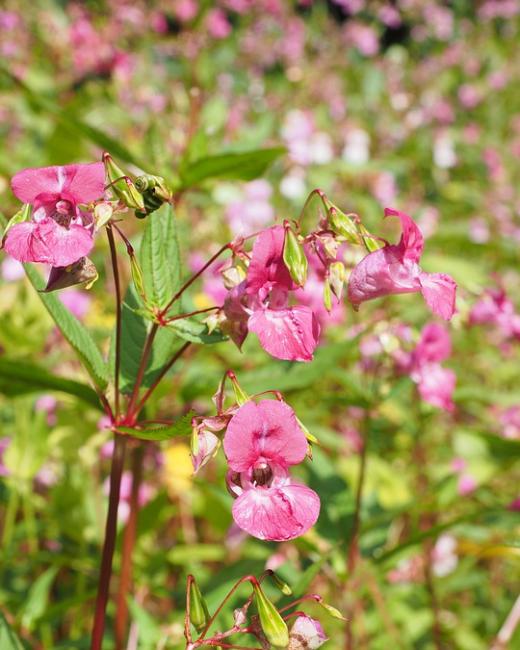 Plante exotique envahissante Balsamine de l'Himalaya