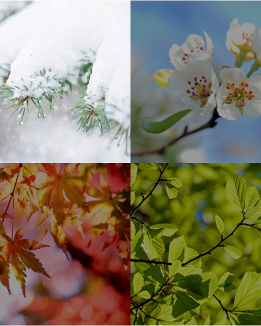 Hiver 4 saisons - hiver