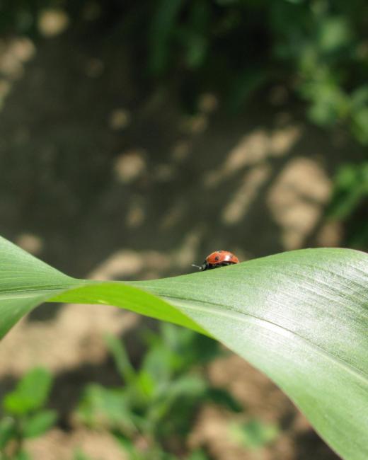 Coccinelle sur feuille