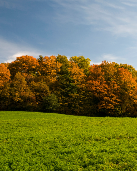fond écran automne
