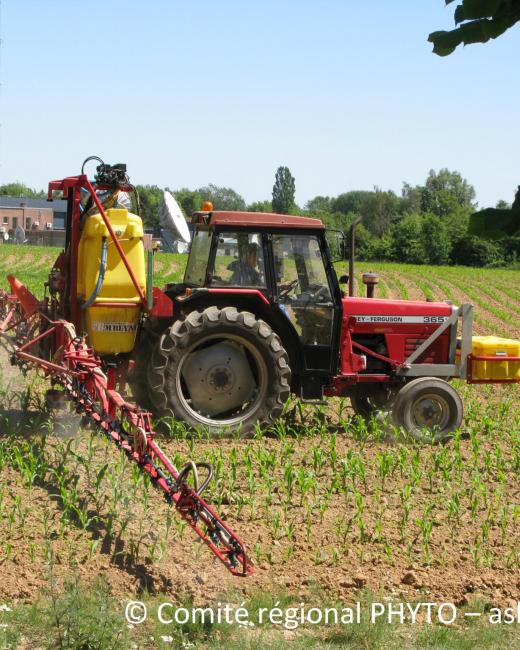 Pulvérisateur dans un champ de maïs