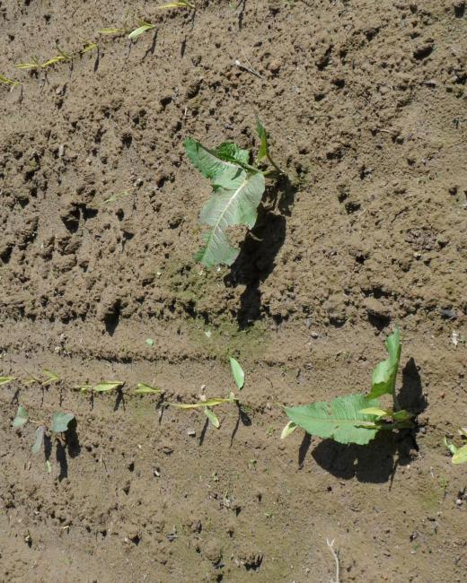 Rumex - mauvaise herbe Rumex - mauvaise herbe
