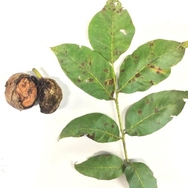 anthracnose noyer