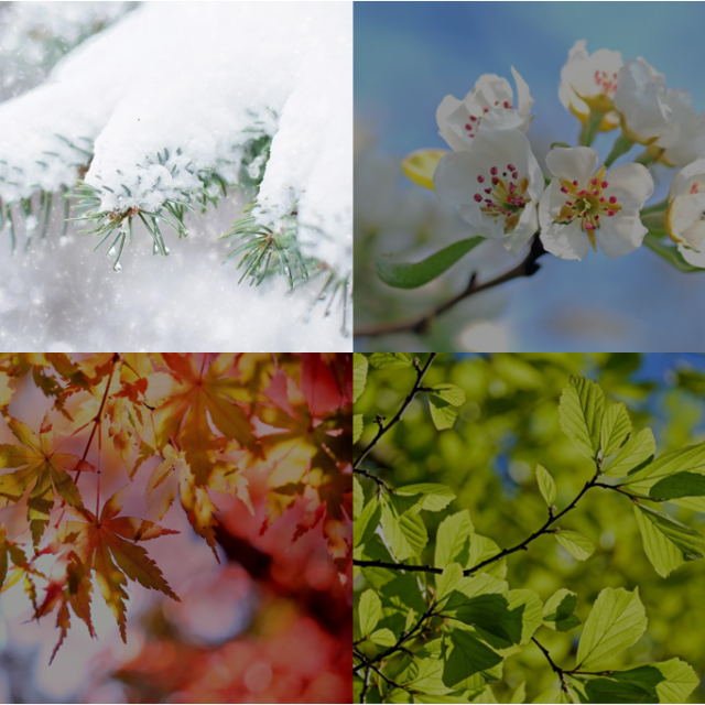 4 saisons - hiver