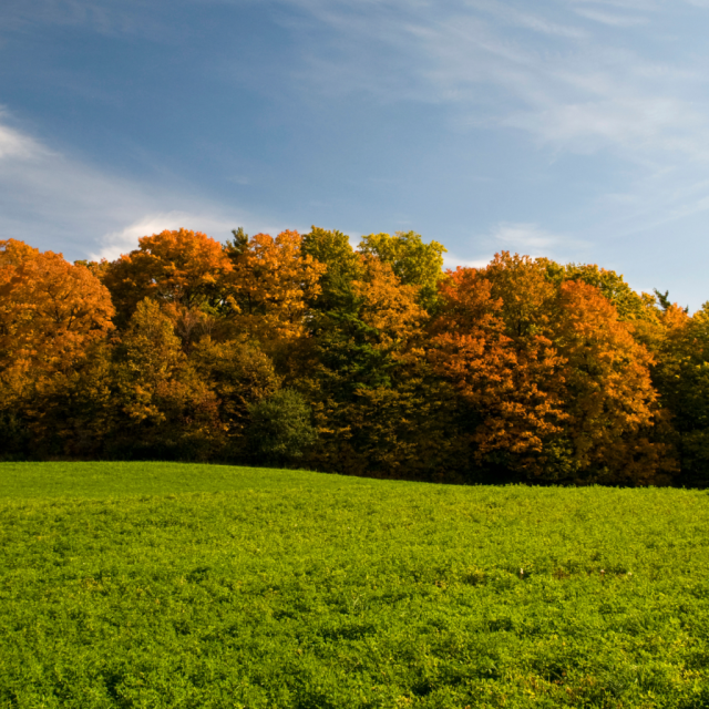 fond écran automne