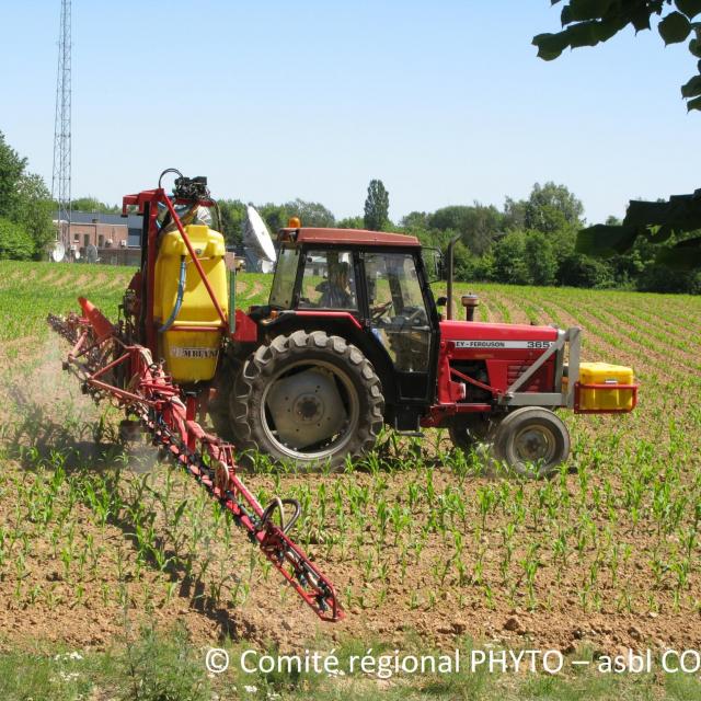 Pulvérisateur dans un champ de maïs