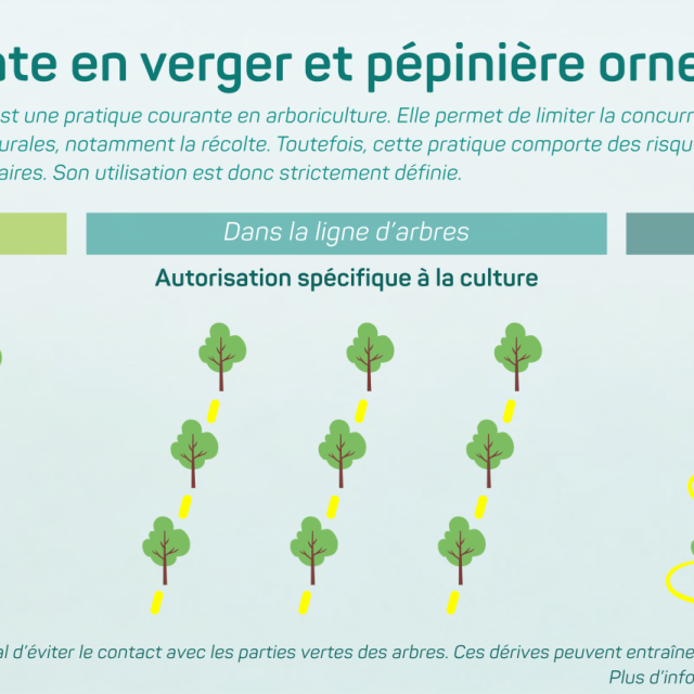 glyphosate-verger